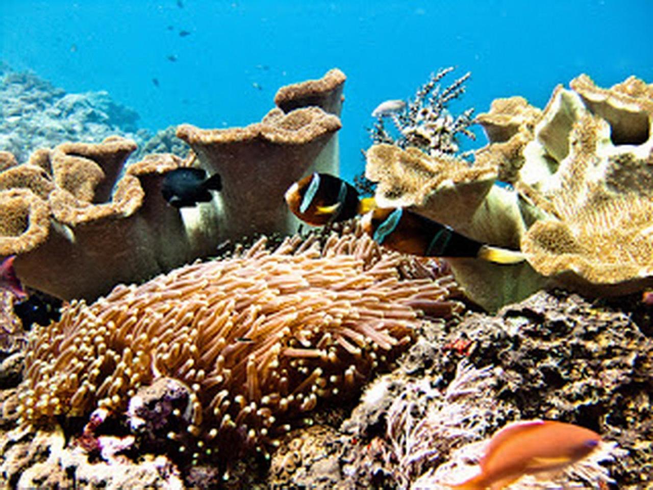 Ocean Hostel Ceningan Island Εξωτερικό φωτογραφία